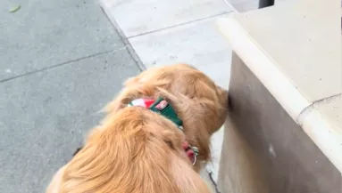 Minden nap megáll ugyanazon a sarkon a golden retriever: amit ott figyel, könnyeket fakaszt – Videó